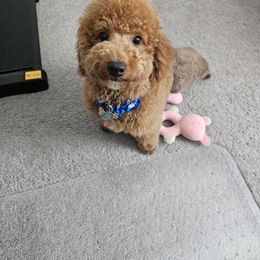 Cc - Poodle