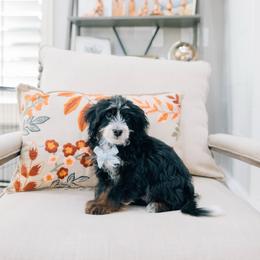 Steve - Tri-color male Bernedoodle puppy in Murray, Utah from Sun Valley Doodles