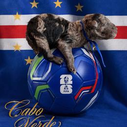 Cabo Verde - Merle male Goldendoodle puppy in Houston, Texas from Were The Mack'Doodles