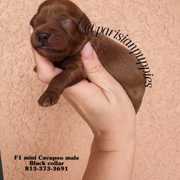 Oak - Red male Cavapoo puppy in Spring Hill, Florida from Parisian Puppies