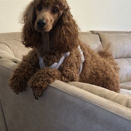 Kora - Poodle