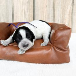 Moochi - Roan Australian Cavapoo - Black and white female Cavapoo puppy in Wamego, Kansas from Doodles of Oz