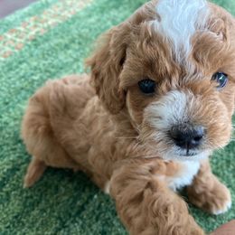 Poodle Puppies from LittleBear Poodles