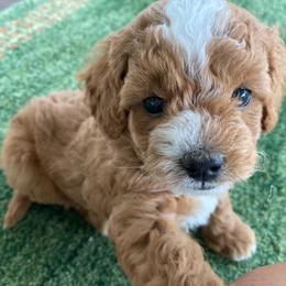 Poodle Puppies from LittleBear Poodles