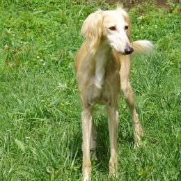 Saluki All Grown Up from Shasei