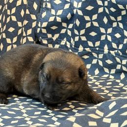 Lime Green Collar - Sable female German Shepherd puppy in Riverside, California from Von Der Sagobi