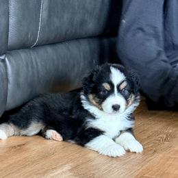 Tommie (Yellow) - Black tri-color male Australian Shepherd puppy in Ashland, Ohio from SS Australian Shepherds