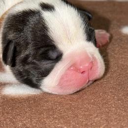 Brown Ribbon Boy - Black brindle and white male Boston Terrier puppy in Cedar Hill, Texas from Baldwins Boston Terriers