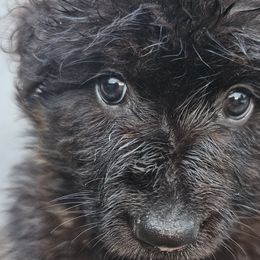 Minnie - Black and red German Shepherd puppy in Columbus, Indiana from Stony Lonesome GSD