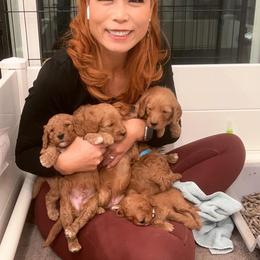 Goldendoodle Puppies from Sunnydoodle Utah