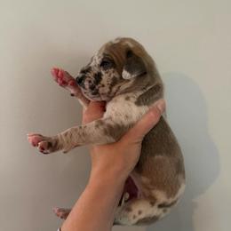 Blue Fawnequin 2 (fawn harlequin) - Harlequin female Great Dane puppy in Kimball, Michigan from Starlight Danes