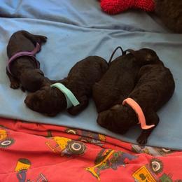 Wemmbu - Blue male Poodle puppy in Killingly, Connecticut from Isfahel Kennels
