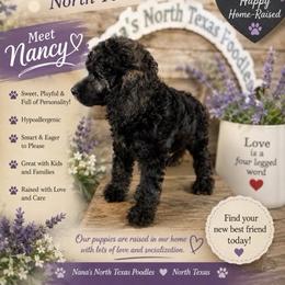 Nancy - Sable female Poodle puppy in Joshua, Texas from Nana’s North Texas Poodles