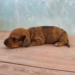 Ulani - Dapple female Dachshund puppy in Florence, Arizona from Doxie Town Az