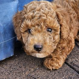 Goldendoodle Puppies from We R Mini Doodles