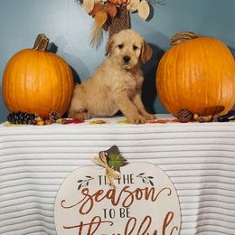 Blessings - Cream female Labradoodle puppy in Gainesboro, Tennessee from Family Tradition