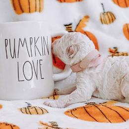 “Patsy” Cline - Cream Goldendoodle puppy in Pine Bluff, Arkansas from Maizey Jane’s Doodles