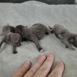 Girl 2 - Blue female Pomeranian puppy in Andrews, South Carolina from Purple Diamonds Kennel