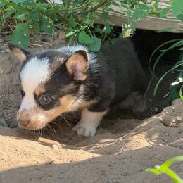 Boy 4 - Black and tan male American Corgi puppy in Pioneer, Michigan from Country Corners Corgis