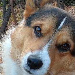 Pembroke Welsh Corgis from Bottom Of the Thumb Pembroke Corgis