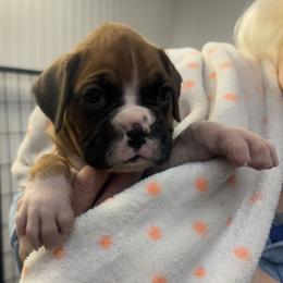 Penelope - Fawn female Boxer puppy in Elyria, Ohio from Just-A-Wyn Boxers