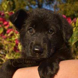 Lavender Collar - Black female German Shepherd puppy in Orlando, Florida from AceHaven Canines
