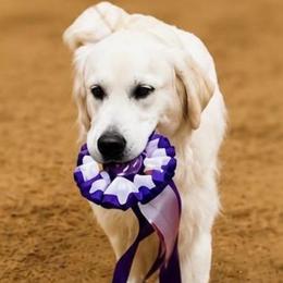INT Ch Paisley - Golden Retriever