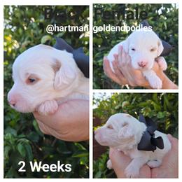 Black - Parti female Goldendoodle puppy in Upland, California from Hartman Goldendoodles