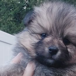 Xander Pomsky - Wolf sable Pomsky puppy in Gastonia, North Carolina from The Pomsky Palace