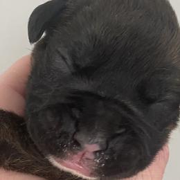 Girl 1 - Boxer puppy in Dickson, Tennessee from Braun's Boxers