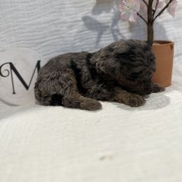 Poodle Puppies from Moore Poodles