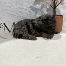 Poodle Puppies from Moore Poodles