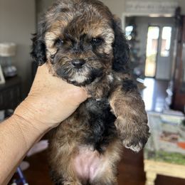 Dance - Tri-color female Cavapoo puppy in Arabi, Georgia from Huckadoodle Farm