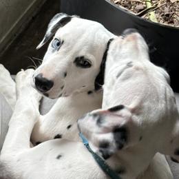 Chedder - White and black male Dalmatian puppy in Hastings, Florida from Love My Spotty Dalmatians
