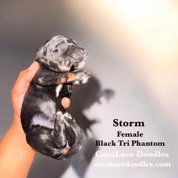 Storm - Phantom female Goldendoodle puppy in Glendale, Arizona from CocoLove Doodles