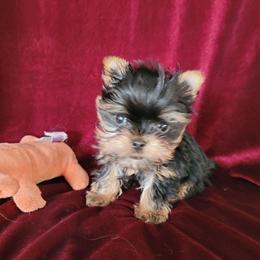 Boy 2 - male Yorkshire Terrier puppy in Buda, Texas from BIOLA'S YORKIES