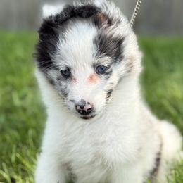 Addi - Blue merle and white female Shetland Sheepdog puppy in New York from Adiame Kennels