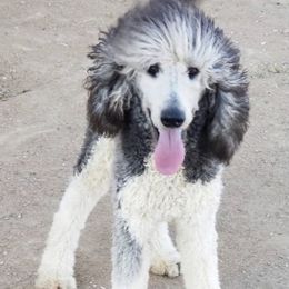 Casper - Poodle