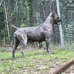 Cali - Cane Corso