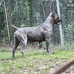 Cali - Cane Corso