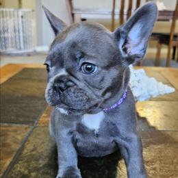 Lily - Blue female French Bulldog puppy in Fort Myers, Florida from Wendy's French Bulldogs