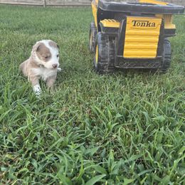 Honey - White and red merle female Border Collie puppy in Centerton, Arkansas from Chappell Breeding