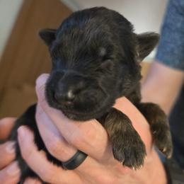 Lantern - Black and red male German Shepherd puppy in Columbus, Indiana from Stony Lonesome GSD