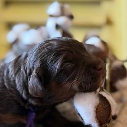 Clove (purple collar) - Red phantom female Aussiedoodle puppy in Mouth Of Wilson, Virginia from HoneyBunn Doodle Co.