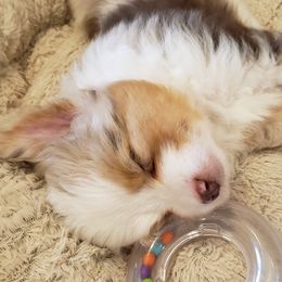 Toy Australian Shepherd Puppies from Reflections of Star Crest Kennel