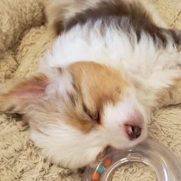 Toy Australian Shepherd Puppies from Reflections of Star Crest Kennel