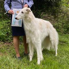 Salukis and Whippets from Falconeer Kennels