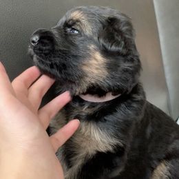 "Pink girl, she's the most calm girl" German Shepherd Puppies from R.J German Shepherds