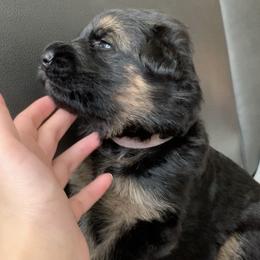 "Pink girl, she's the most calm girl" German Shepherd Puppies from R.J German Shepherds