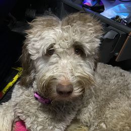 Emma - Goldendoodle
